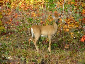 White Tailed Deer Female Looking At Us Wallpaper