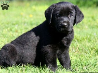 Black Labrador Big Lab Female Photo Baby