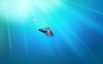 S Category Listen Fish Inhaltsliste Fred