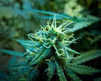 Go Back Image For Background Weed