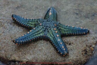 Beautiful Wallpaper Star Fish