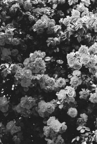 Black And White Flowers Garden Nature Favim Jpg