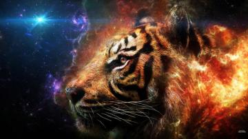 X Wallpaper Pesquisa Google Tiger Pet