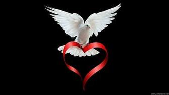 White Dove Wallpaper High Definition