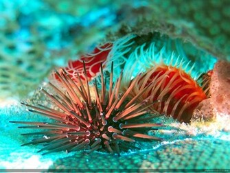 Marine Bio Ocean Life Deluxe Wallpaper Biology