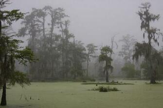 Swamp Scene Photo Coleen Perilloux Landry Photos At Pbase