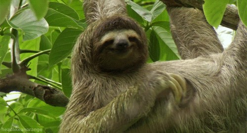 Sloth Wallpaper