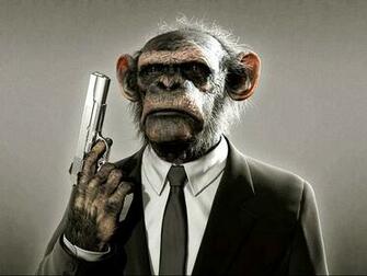 Funny Monkey Pictures Wallpaper Fine HD