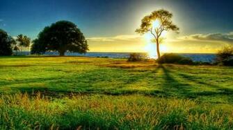Trees Grass Outdoors Sunlight Parks Scene Wallpaper