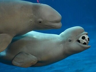 Beluga Whale Wallpaper