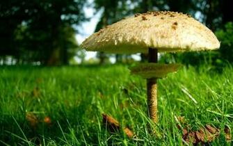 Mushroom Wallpaper