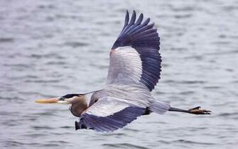 Tag Great Blue Heron Bird Wallpaper Background Photos Image And