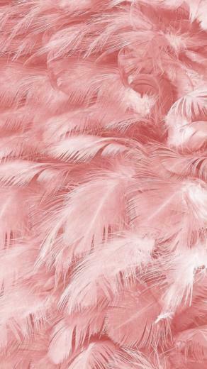 Pink Feathers Discovered By Valeria Vis On We Heart It