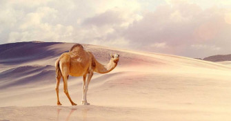 Camel HD Wallpaper