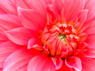 Dahlia Wallpaper HD
