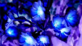 Glowing Flowers Wallpaper HD