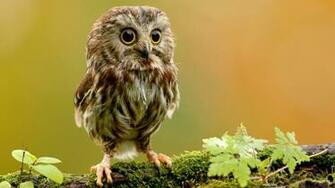 Wallpaper Added On Category Owl S Tags Owls