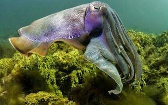 Tags Octopus HD Wallpaper