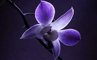 The Most Beautiful Flower Wallpaper Of World