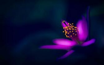 Wallpaper Purple Flower Image Dark HD