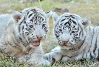 White Tiger Cubs Wallpaper