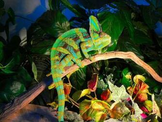 Reptiles Adult Male Veiled Yemen Chameleon