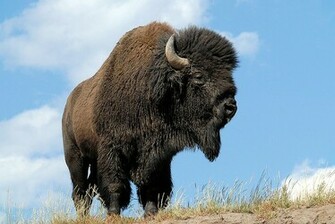 Bison HD Wallpaper Wild