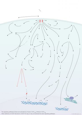 Vegf R2 Signaling Pathways R D Systems