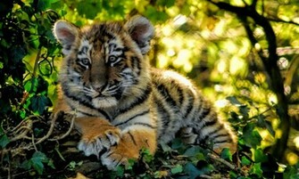 Tiger Cubs Wallpaper