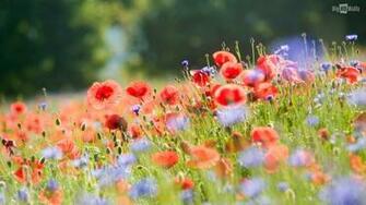 Beautiful Field Full Of Poppy Flowers HD Wallpaper