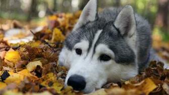 Pics Photos Alaskan Malamute Wallpaper