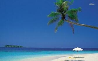 Sunset Cartoon Beach And Palm Trees Tree Beaches Exotic