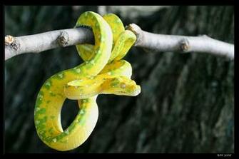 Desktop All Kinds Of Snakes Image Wallpaper