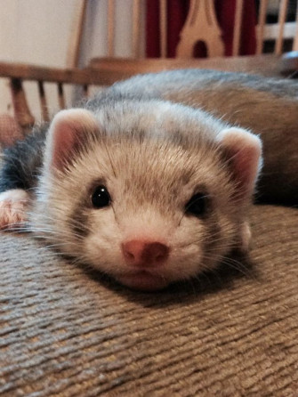 Ferret Frenzy Collection Of The Best Pictures Animal