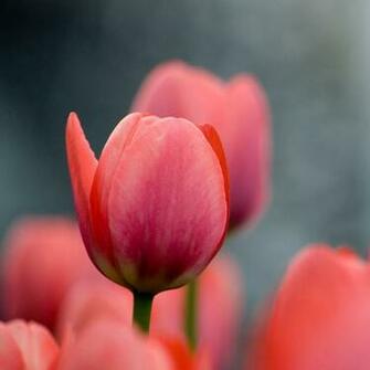 Tulip iPad Wallpaper Background