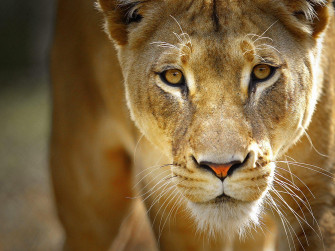 Lioness Wallpaper