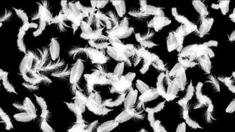 Falling Feathers Wallpaper Thewomenmenadore