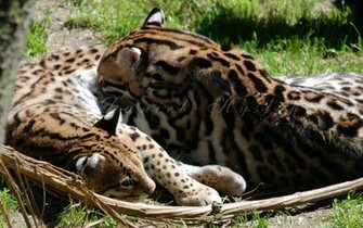 Ocelot Wallpaper High Resolution