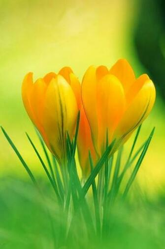 Flowers iPhone Wallpaper Ipod Touch Background