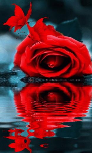 Wallpaper Size Type Gif S