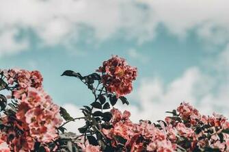 Wallpaper Flowers Bloom Bush Sky HD Widescreen High