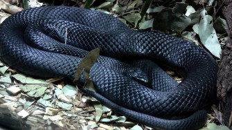 Anaconda Background Wallpaper