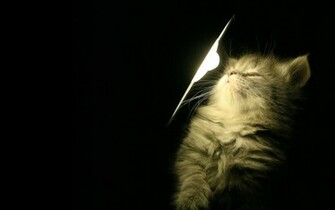 Cute Cat Wallpaper HD