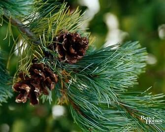 Snowy Pine Trees Wallpaper Ing Gallery