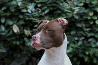 Pitbull Wallpaper HD Hq