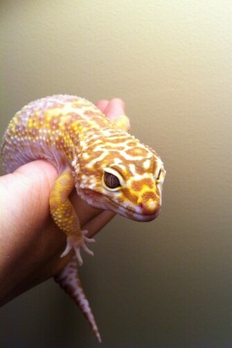 Cute Leopard Gecko Wallpaper