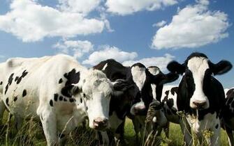 Cow Computer Wallpaper Desktop Background Id