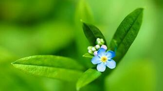 Small Blue Flower Wallpaper
