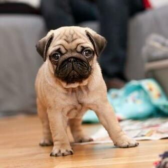 HD Pug Puppy Wallpaper
