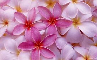 Wallpaper Dew Drop Pink Plumeria Petal Frangipani Petals